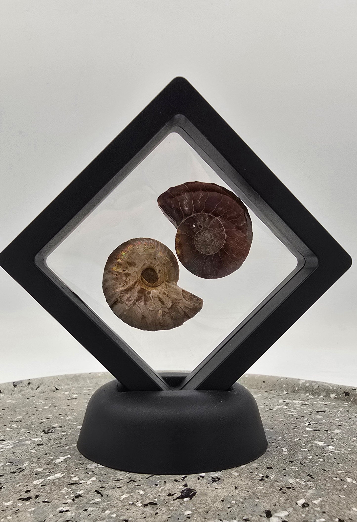 Ammoniet fossiel paartje nr 5