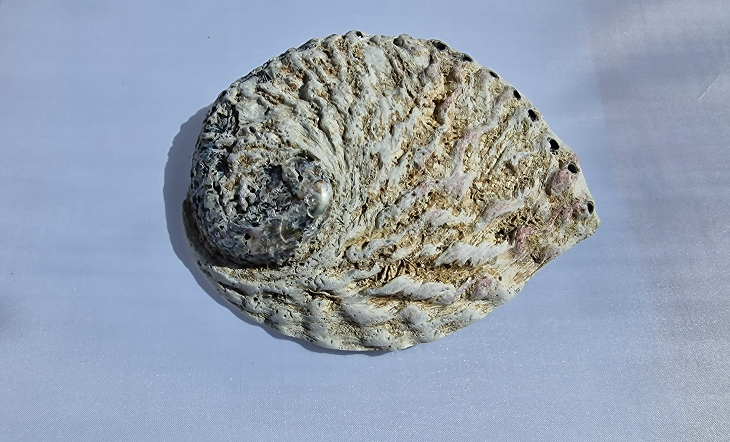 Albalone schelp (paua schelp)